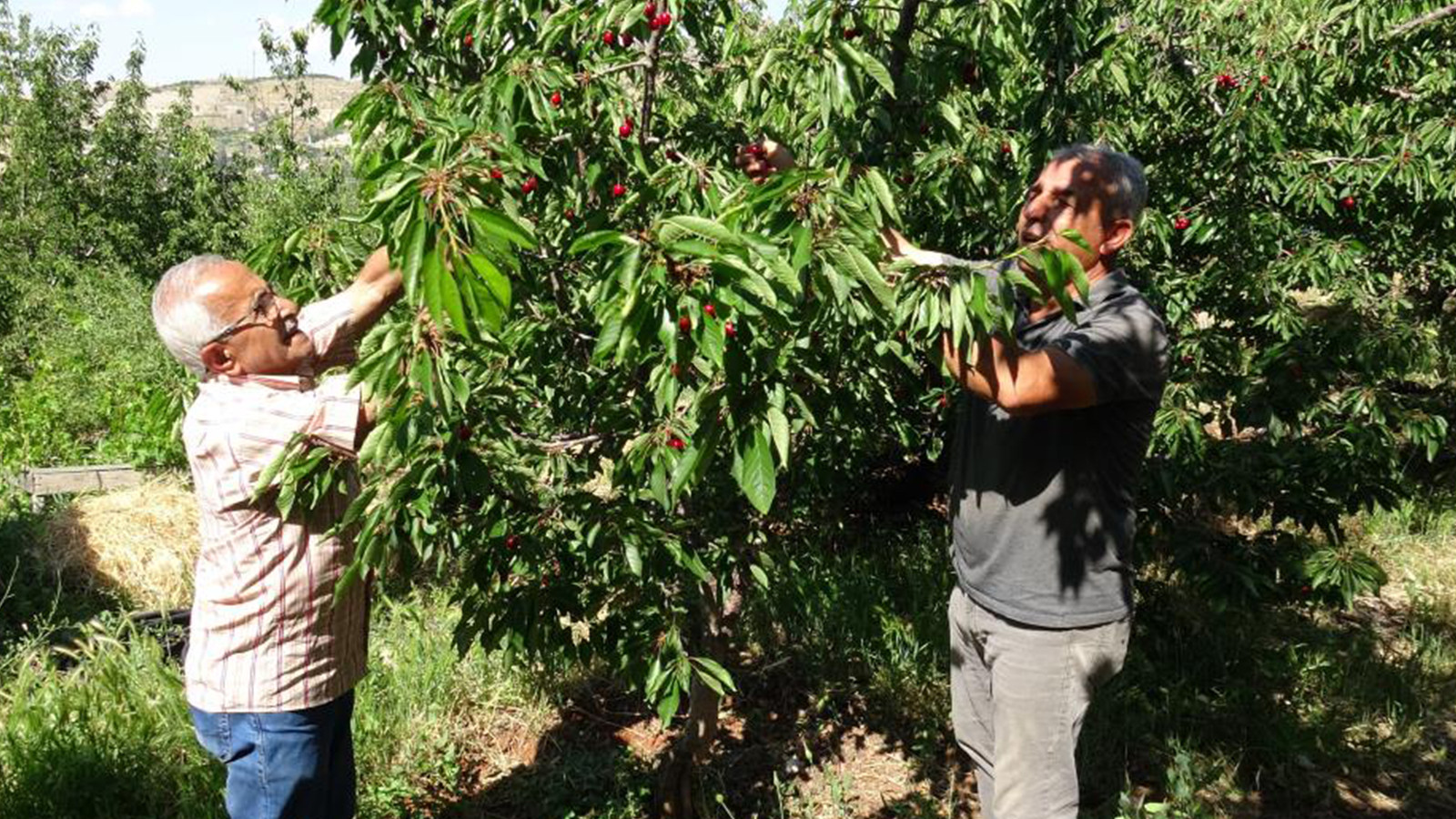 Malatya'da Kiraz Hasadında İşçi Bulunamıyor