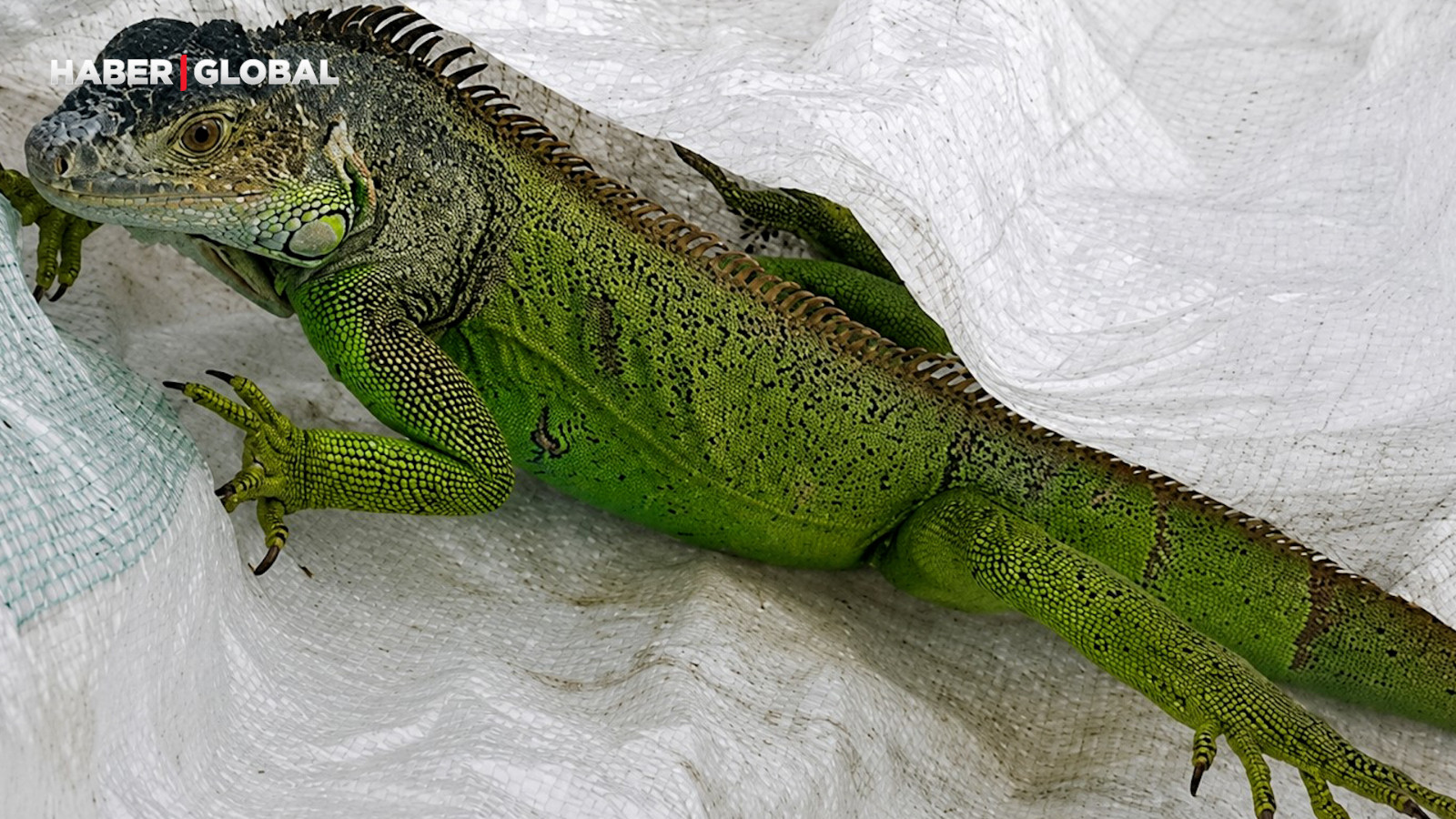 İtfaiyenin iguana mesaisi