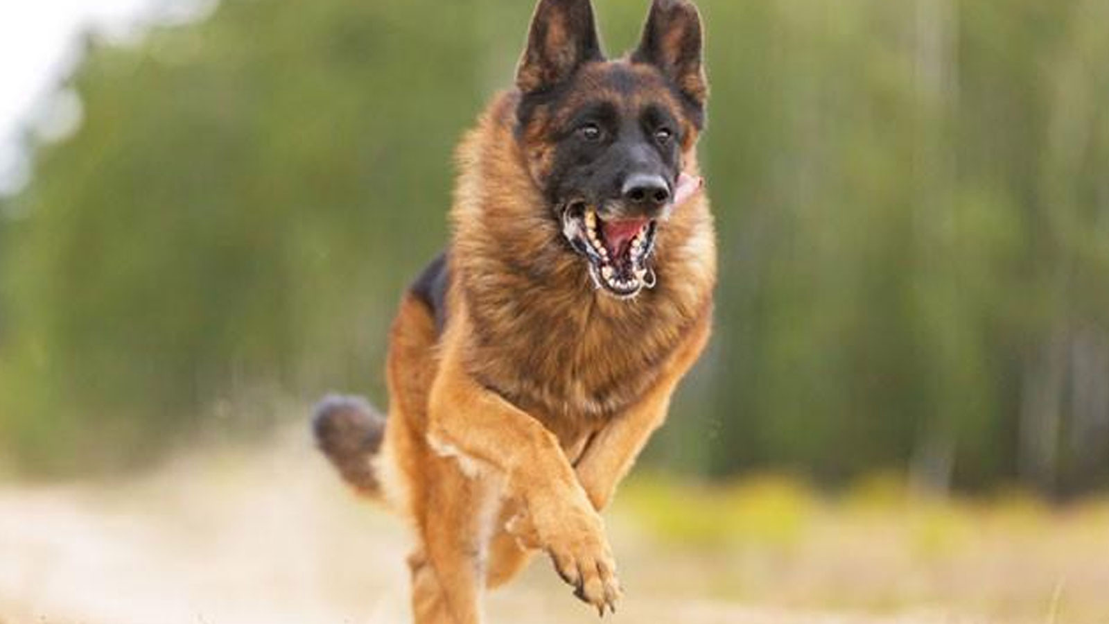 Sokak Köpekleri Saldırılarına İlişkin Belediye Başkanlarına Soruşturma