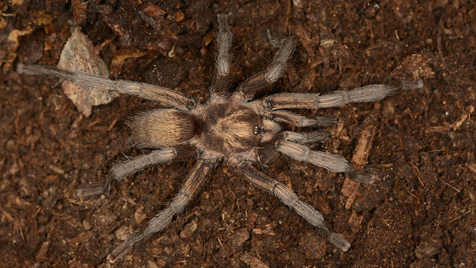 Türkiye'nin yeni tarantula türü tescillendi