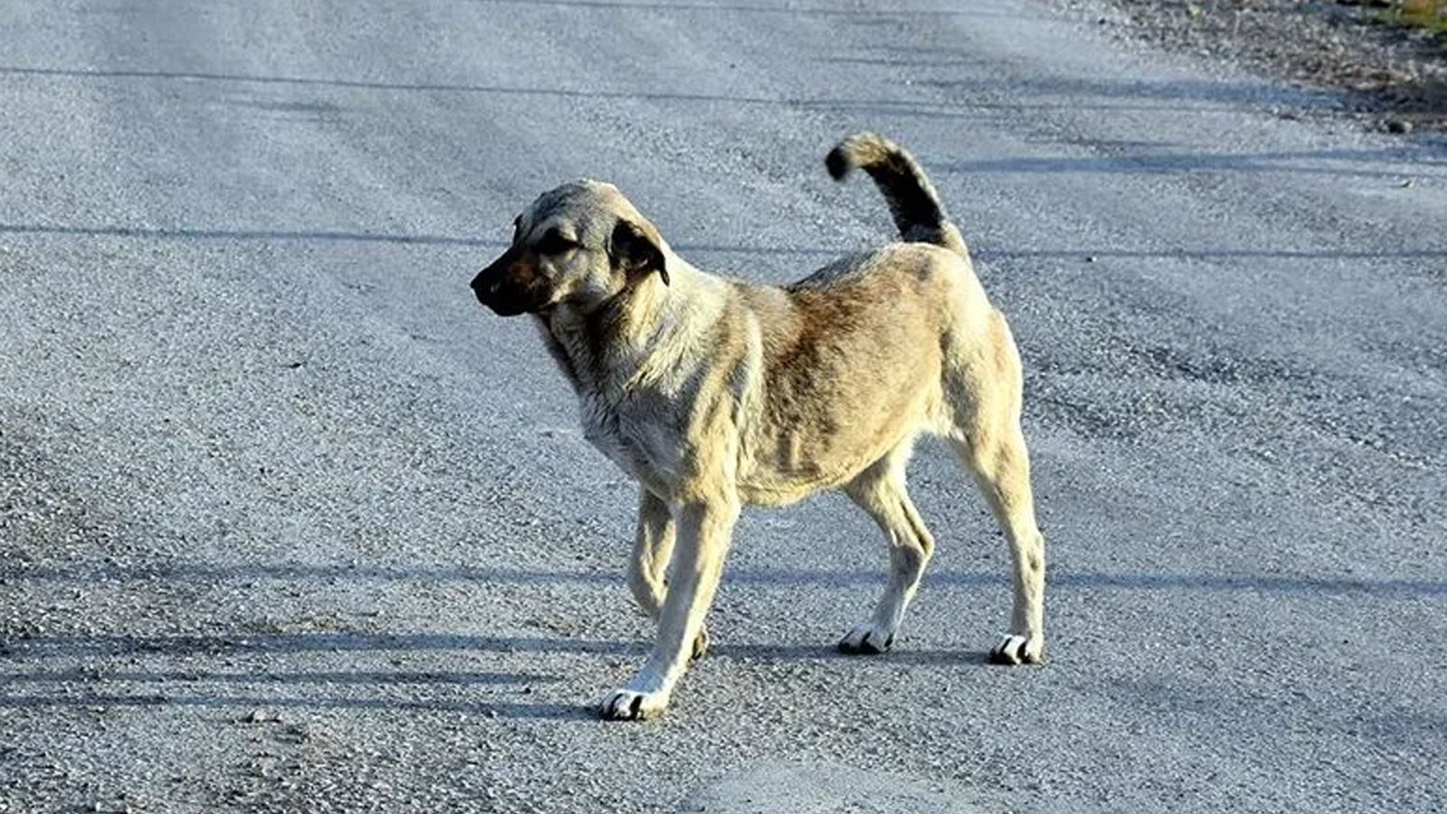 Ankara Valisi Canbolat 52 bin sahipsiz köpeğin toplandığını açıkladı