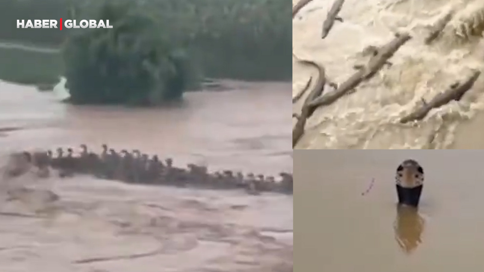 Çin'de Sel Felaketi: 900 Zehirli Yılan Firarda!