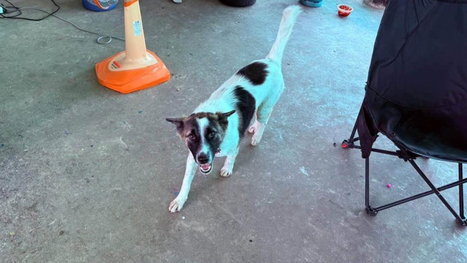 Şaşkınlık Yaratan Olay! Köpek El Bombasıyla Eve Döndü