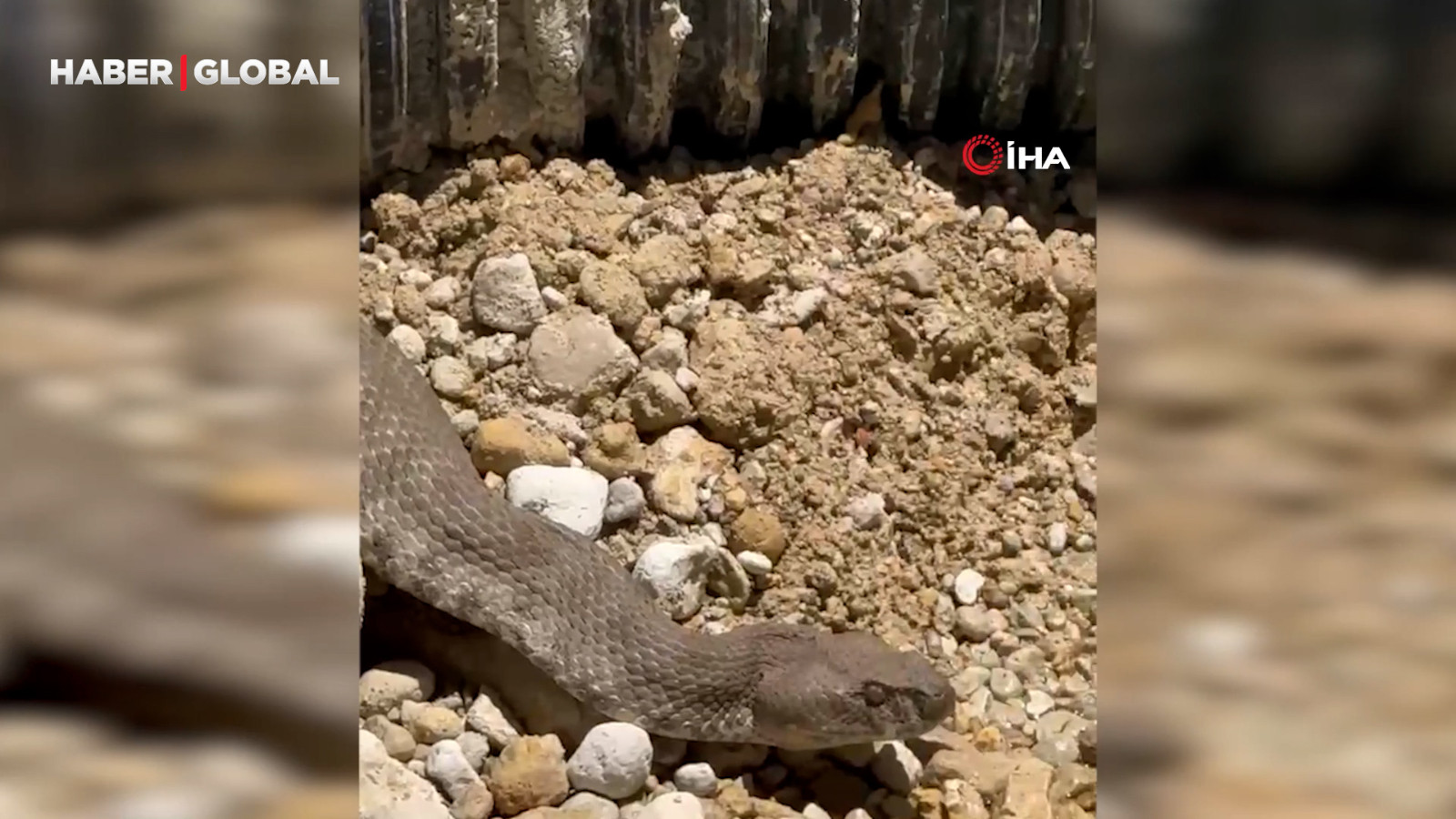 Tunceli'de görüntülenen koca engerek yılanı, uzunluğu ile şoke etti