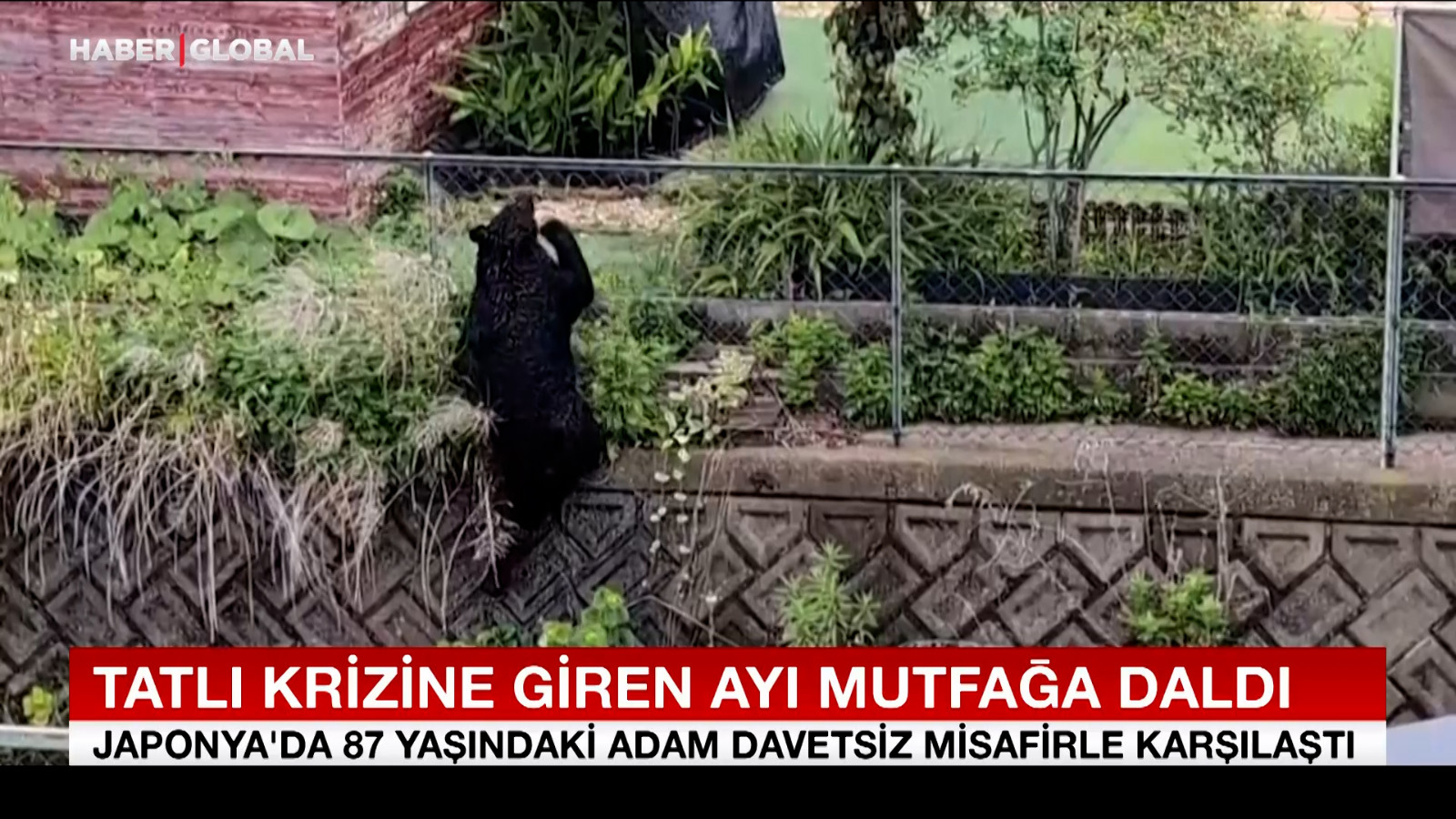 Tatlı krizine giren ayı mutfağa daldı