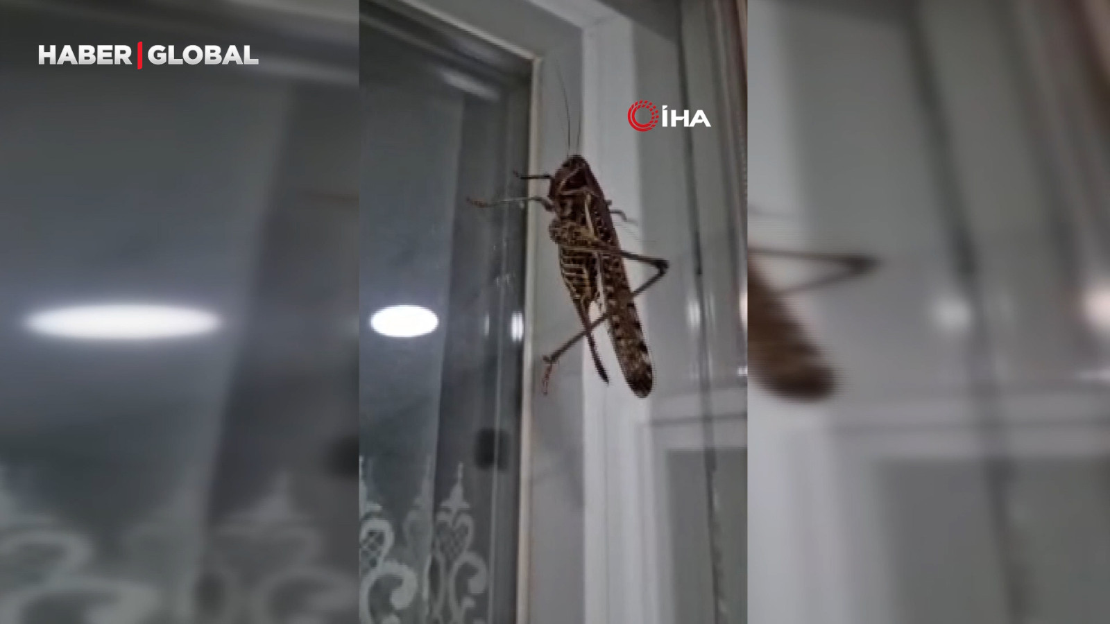 İstanbul'da dev çekirge hareketliliği: Birçok ilçe bu halde!