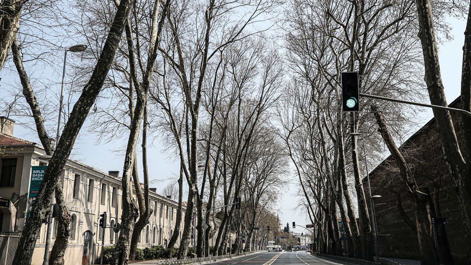 İstanbul’un hafızası kuruyor! Çınarlarda 14 yıllık alarm