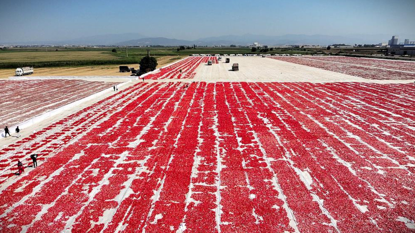 "Kırmızı Altın" mesaisi başladı! 13 kilodan 1 kilo çıkıyor
