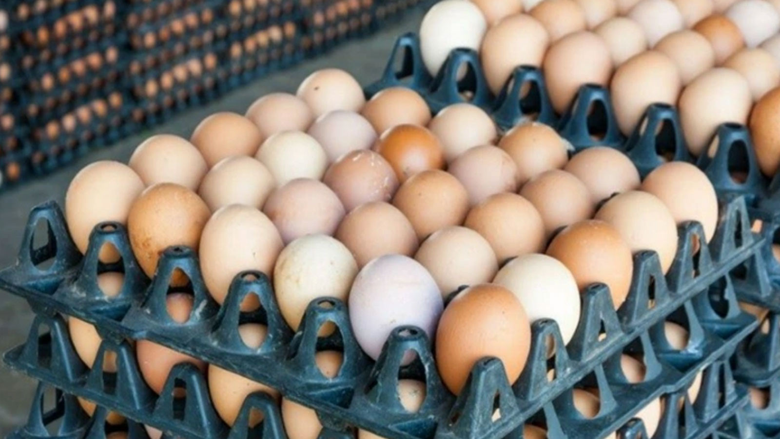 ABD'de Salmonella Şüphesiyle Milyonlarca Yumurta Geri Çekildi