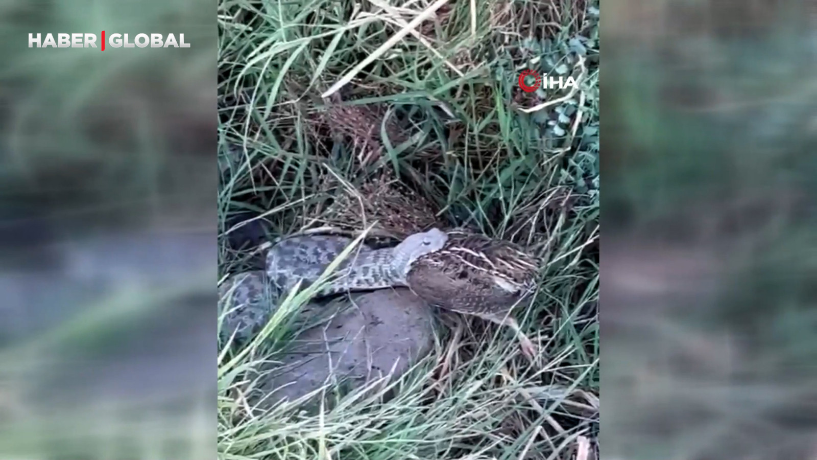 Engerek yılanının bıldırcın avı kameraya yansıdı