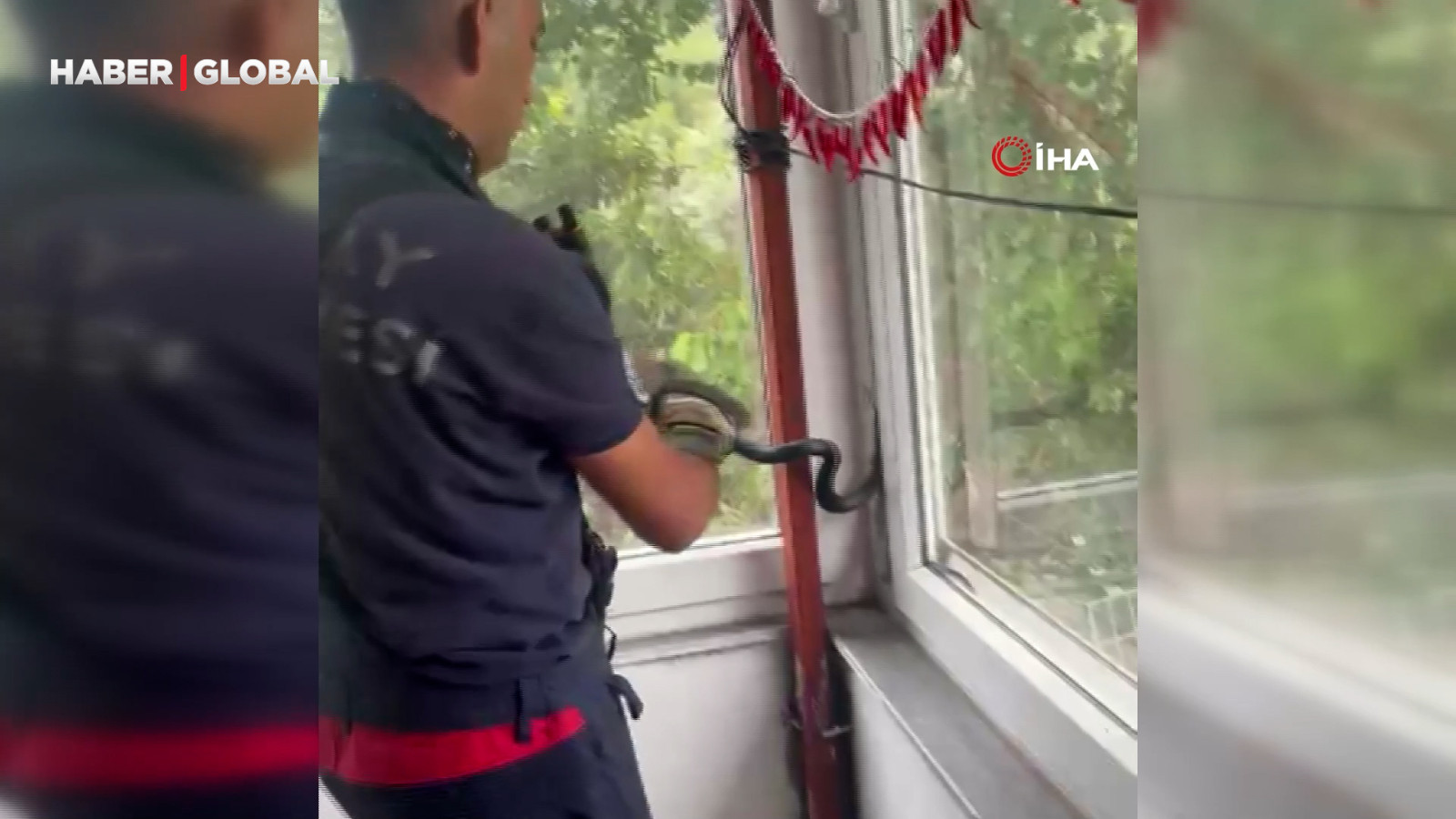 Eve girmeye çalışan yılan pencereye sıkışıp mahsur kaldı