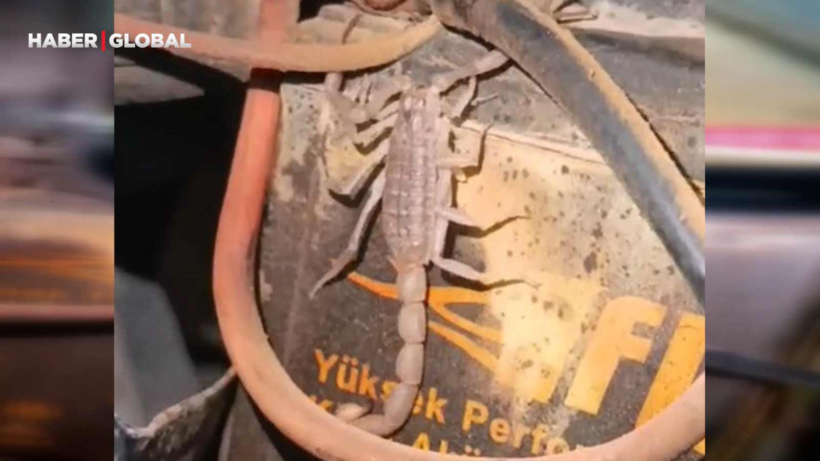 Motosikletin motorundan çıkan akrep şoke etti