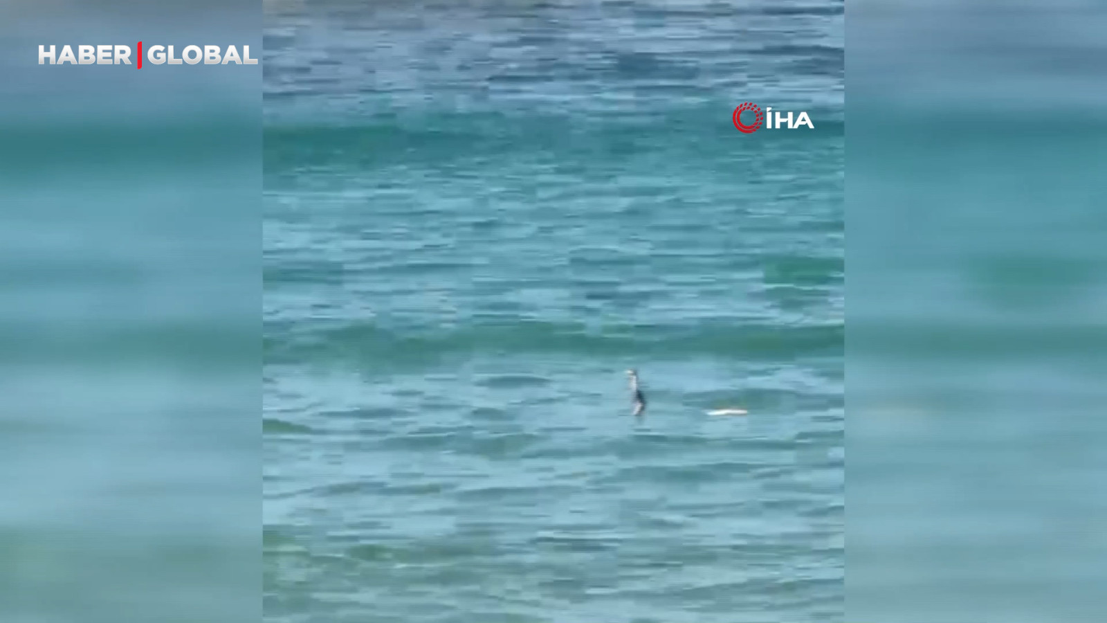Çeşme'de denize giren yılan tatilcilere panik yaşattı