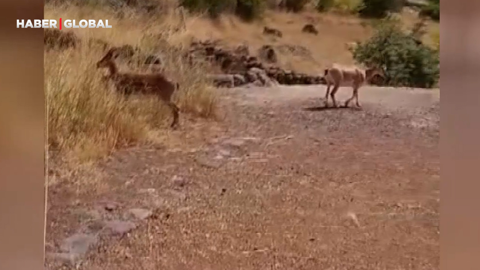 Malatya'da bu kez peş peşe görüntülendi!