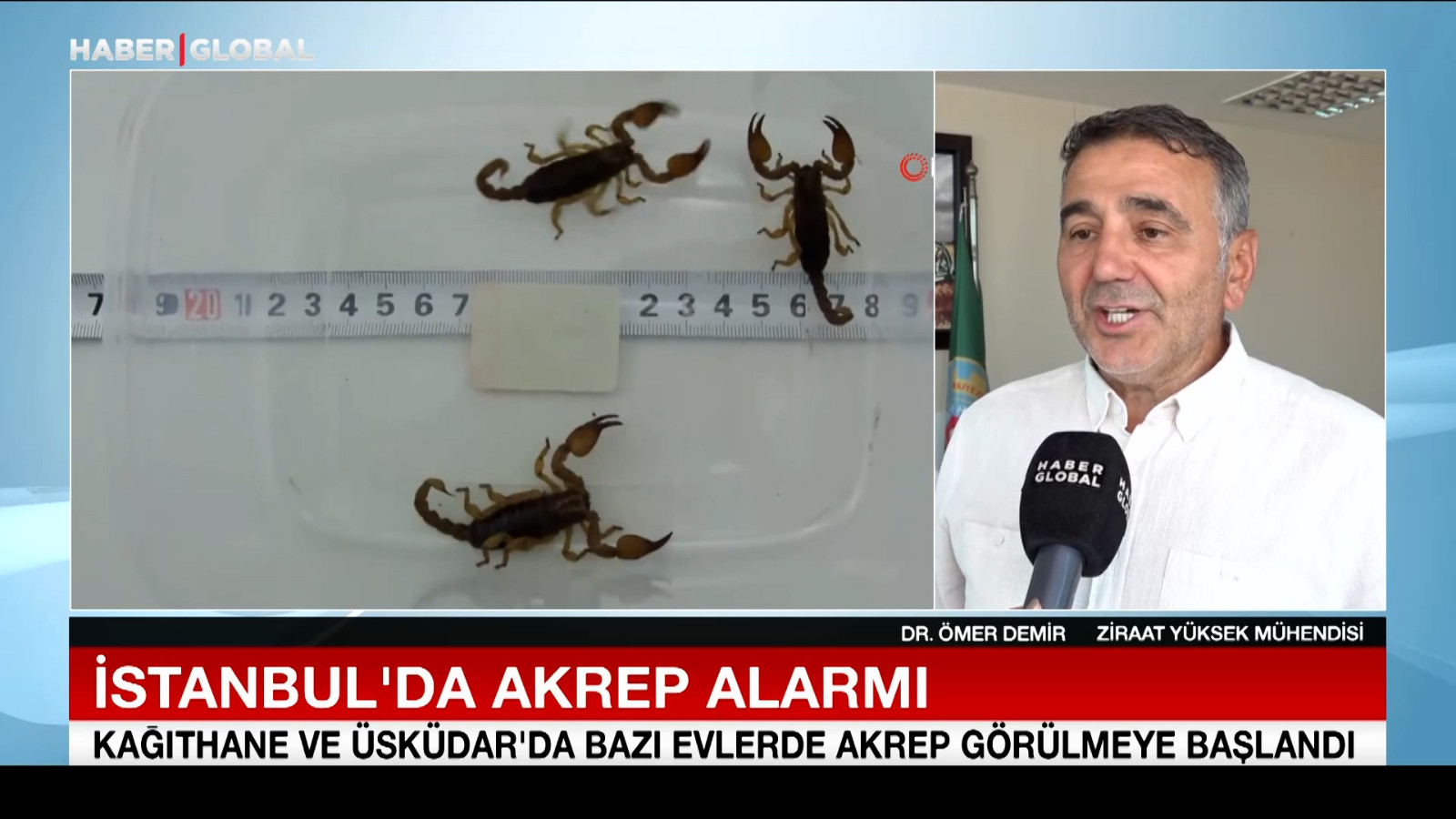 İstanbul'da akrep alarmı