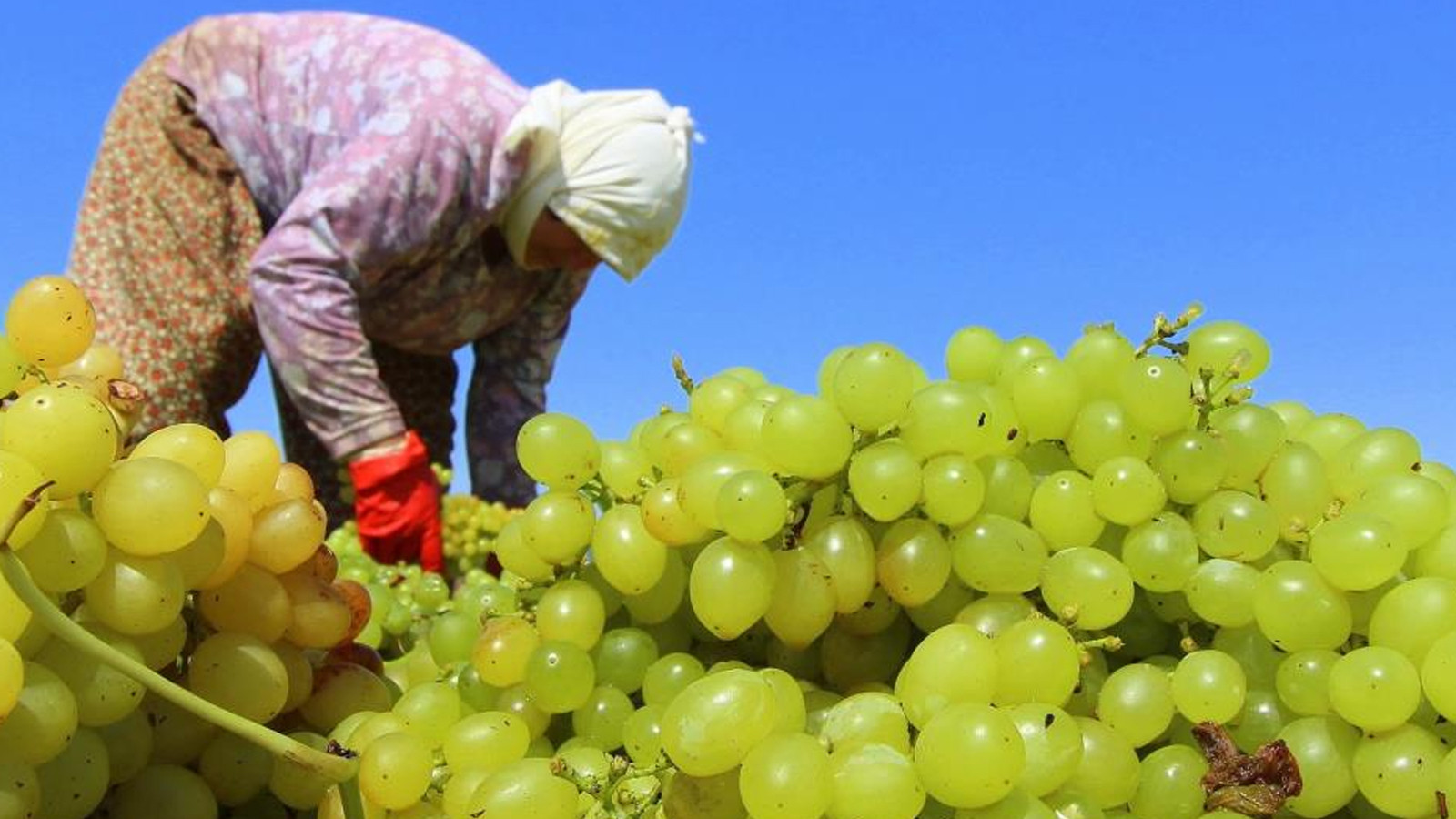 TARİŞ kuru üzüm avans fiyatını 80 TL olarak belirledi