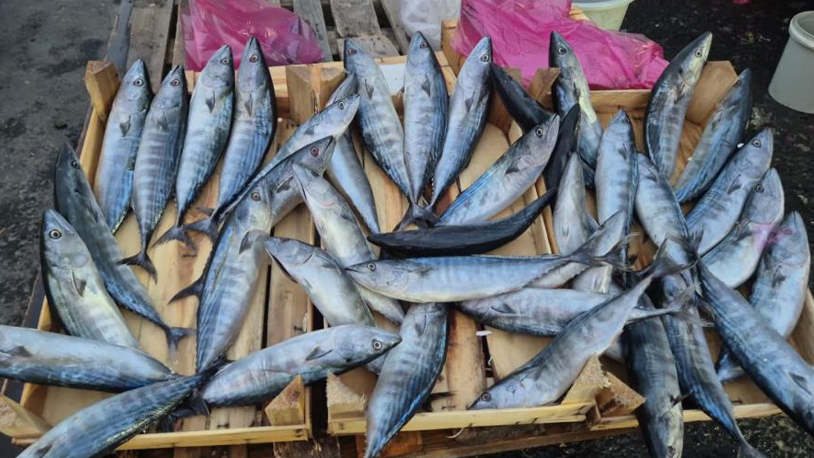 Tekirdağ'da Palamut Bolluğu: Fiyatlar Düşüşte