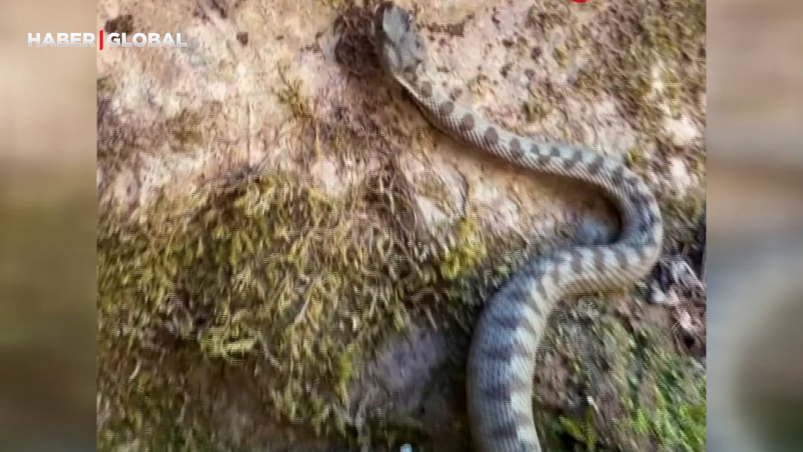 Kastamonu'da ormanda gezerken karşısına çıktı! Boynuzlu yılanı görünce şoke oldu