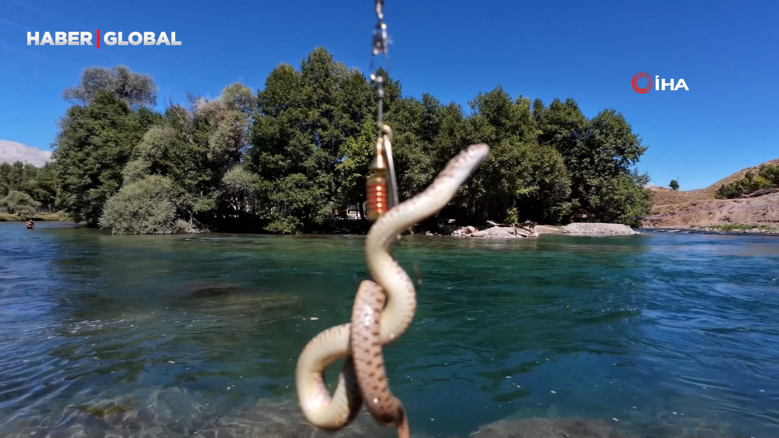 Munzur Nehri'nde oltaya balık yerine yılan takıldı