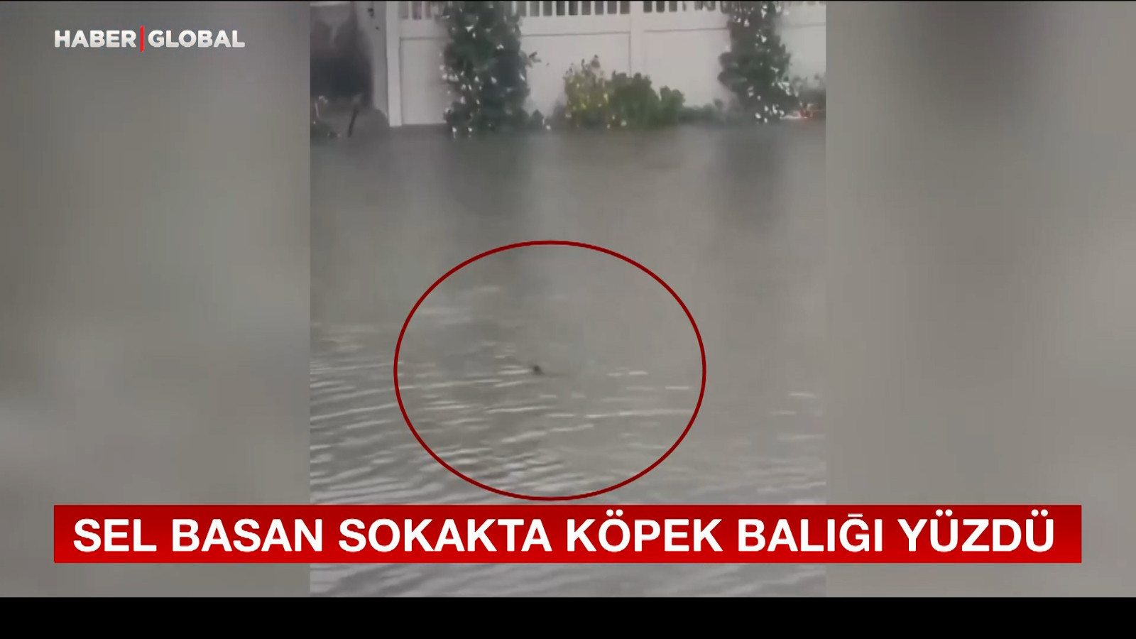 Sel basan sokakta köpek balığı yüzdü