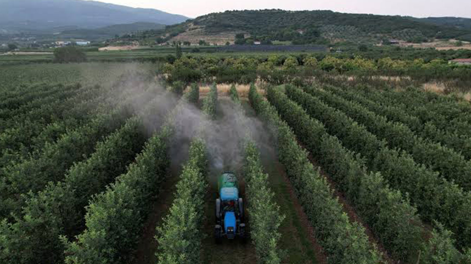 Limona zehir bulaştı! Pestisit kokteyli 20 örnekte 144 kalıntı