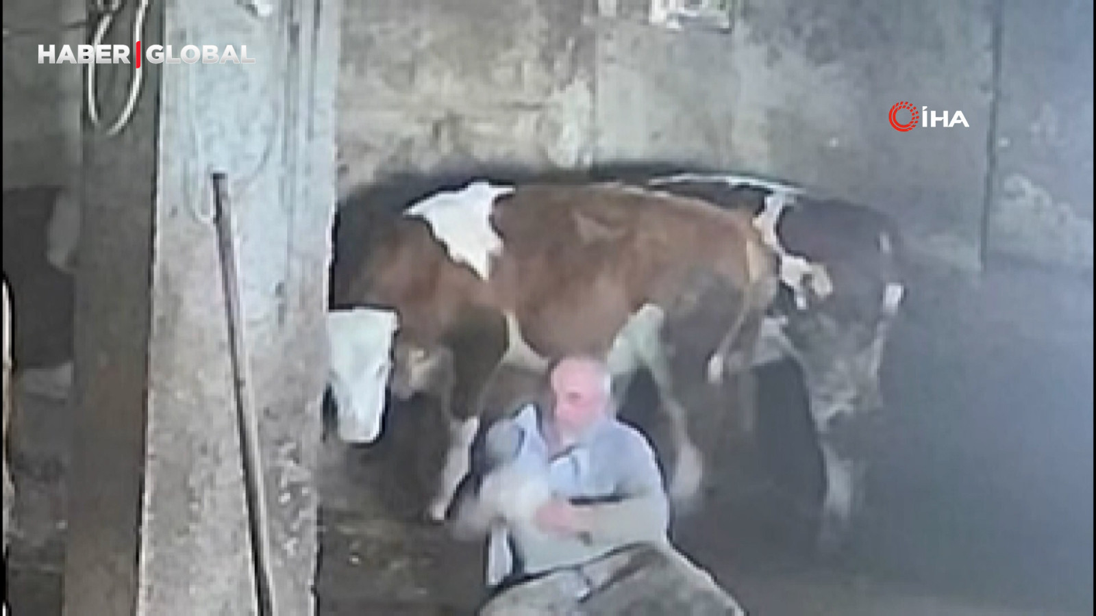İneği sevmek isterken tekme yiyen adam yere düştü